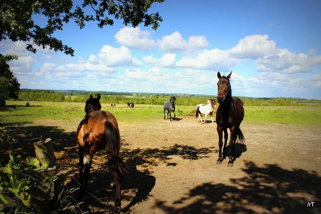 Farm stay Stutteri Skandihest Apartments Billund